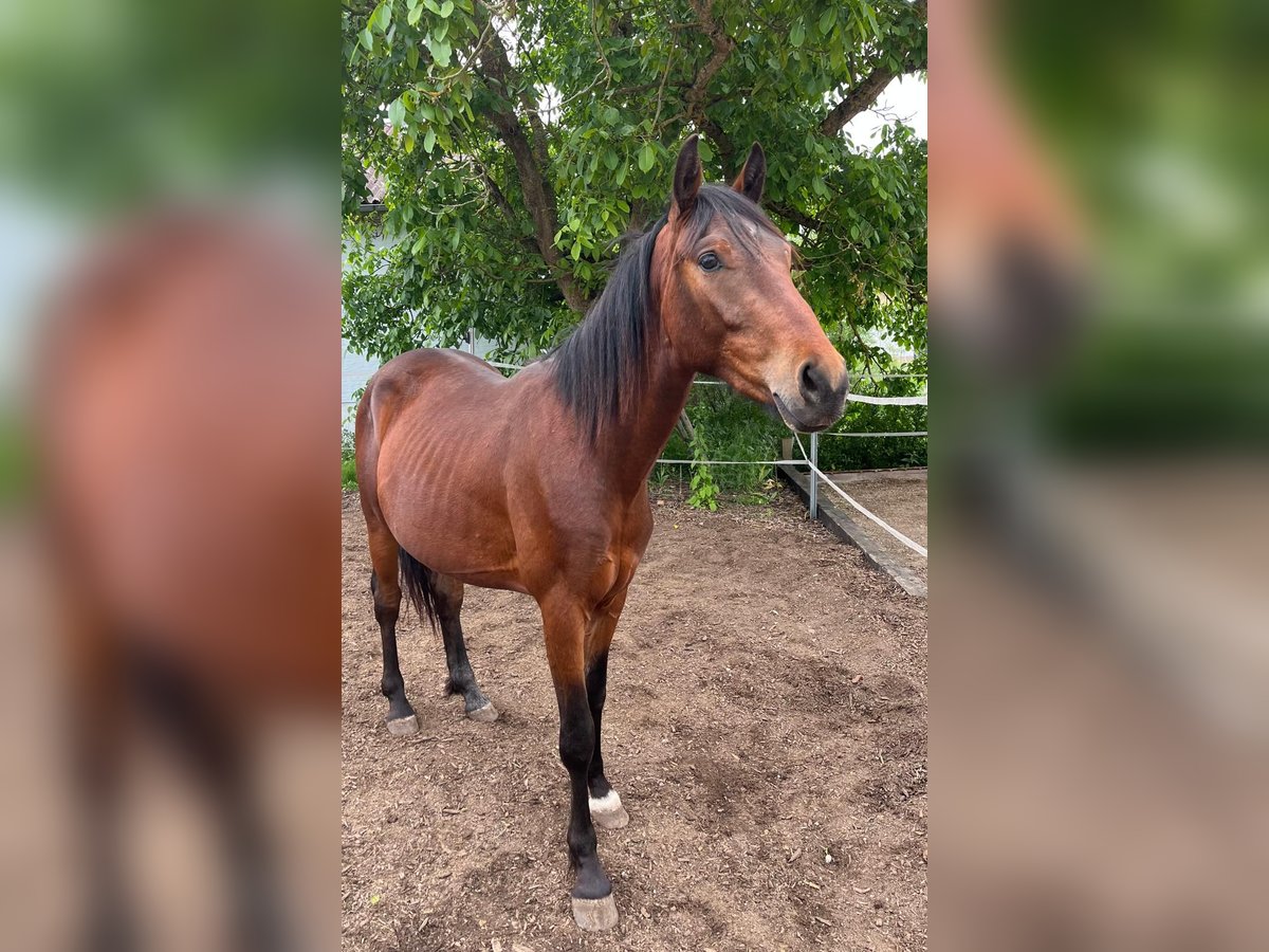 American Quarter Horse Mix Wałach 2 lat 140 cm Ciemnogniada in Uehlfeld
