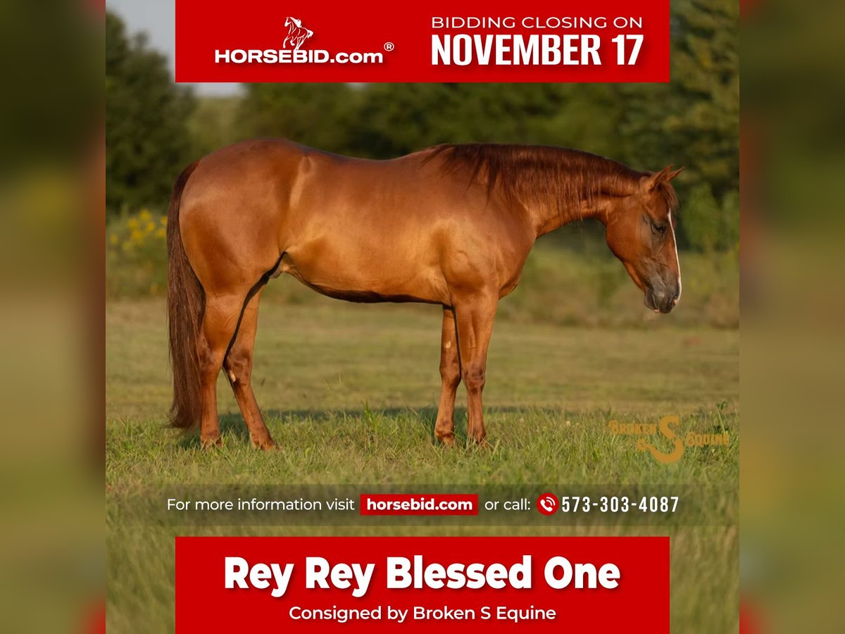 American Quarter Horse Wałach 2 lat 142 cm Cisawa in Bogard