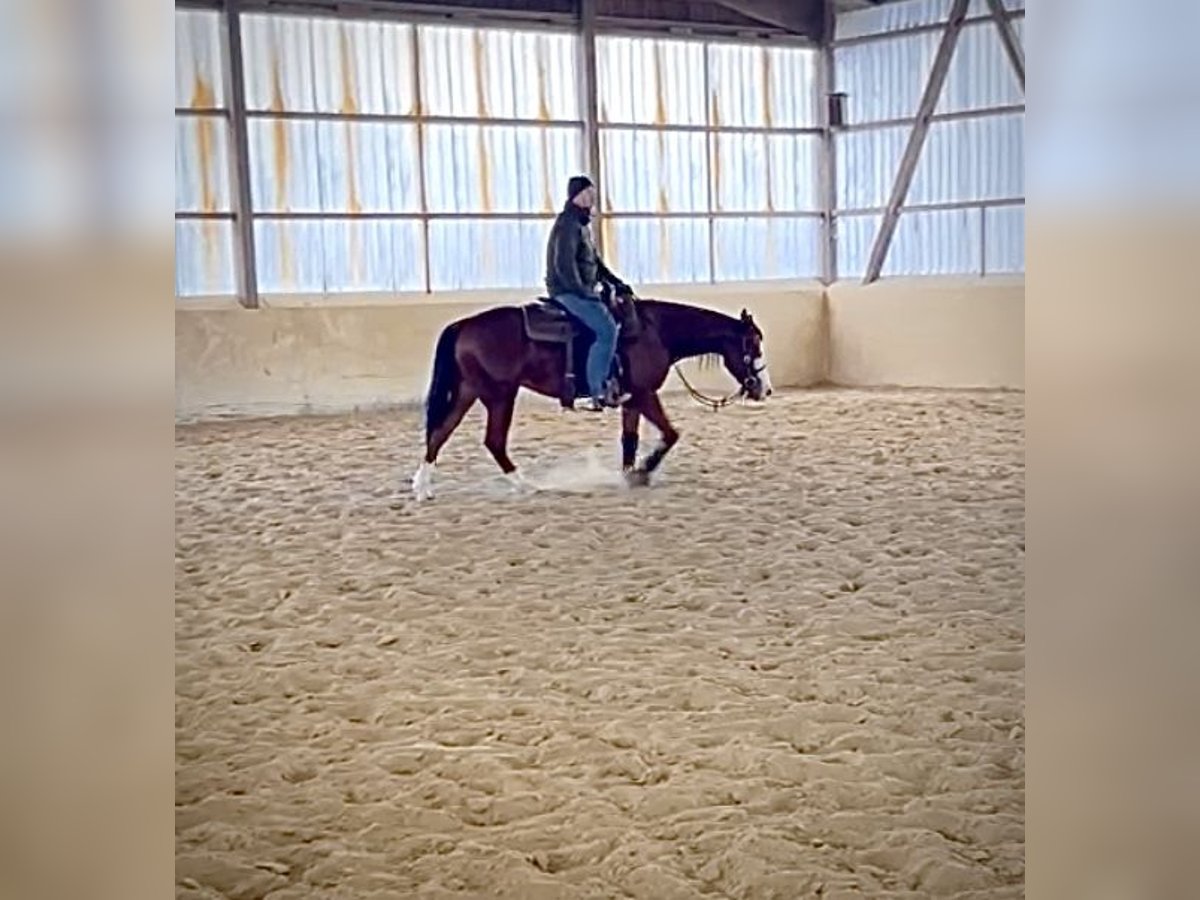 American Quarter Horse Wałach 2 lat 148 cm Gniada in Steyerberg Deblinghausen