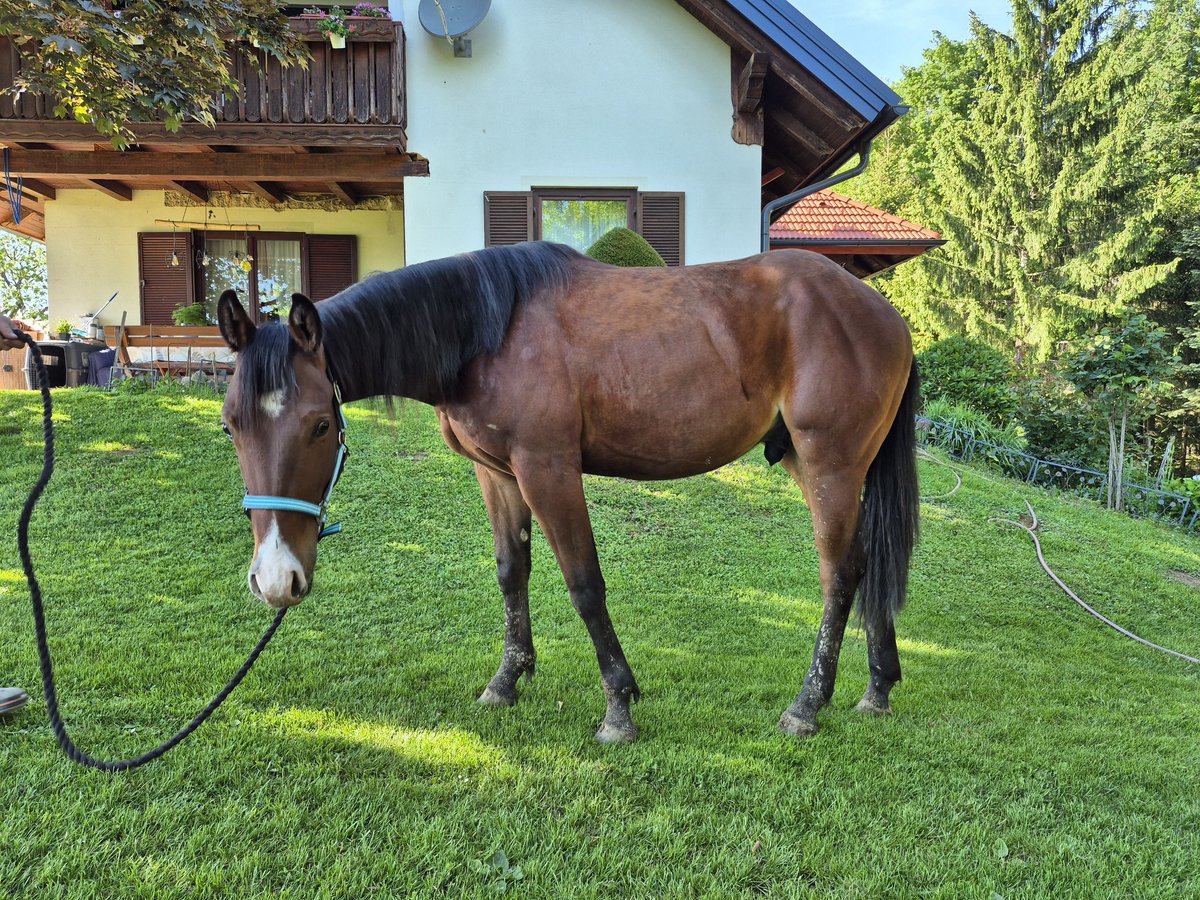 American Quarter Horse Mix Wałach 2 lat 150 cm Gniada in Holzberg