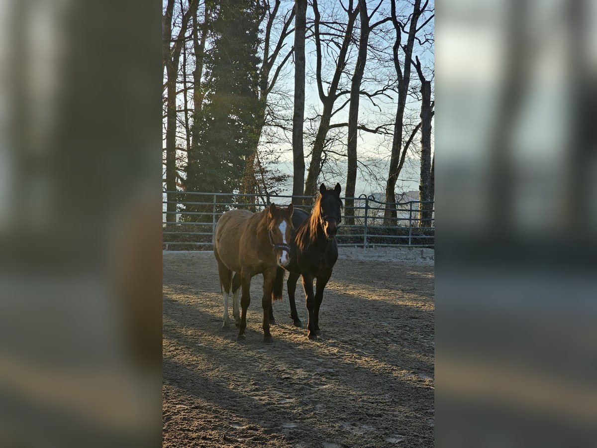 American Quarter Horse Wałach 2 lat 150 cm Izabelowata in Steinen