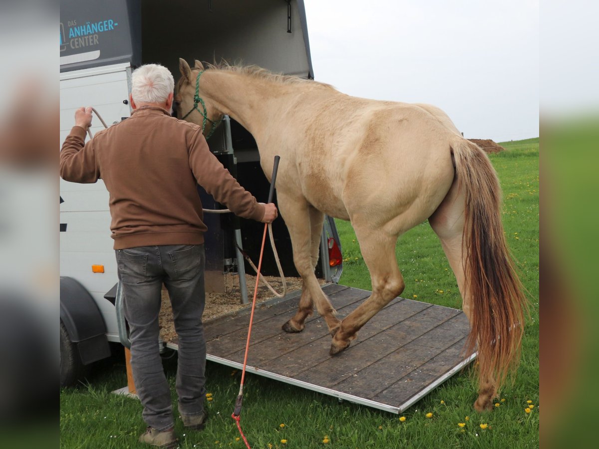 American Quarter Horse Wałach 2 lat 150 cm Szampańska in Müglitztal