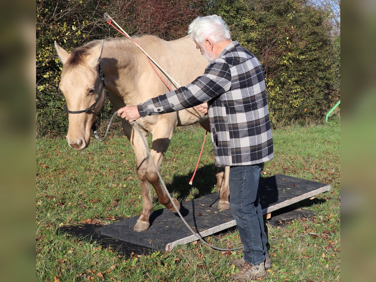 American Quarter Horse Wałach 2 lat 152 cm Szampańska in M&#xFC;glitztal