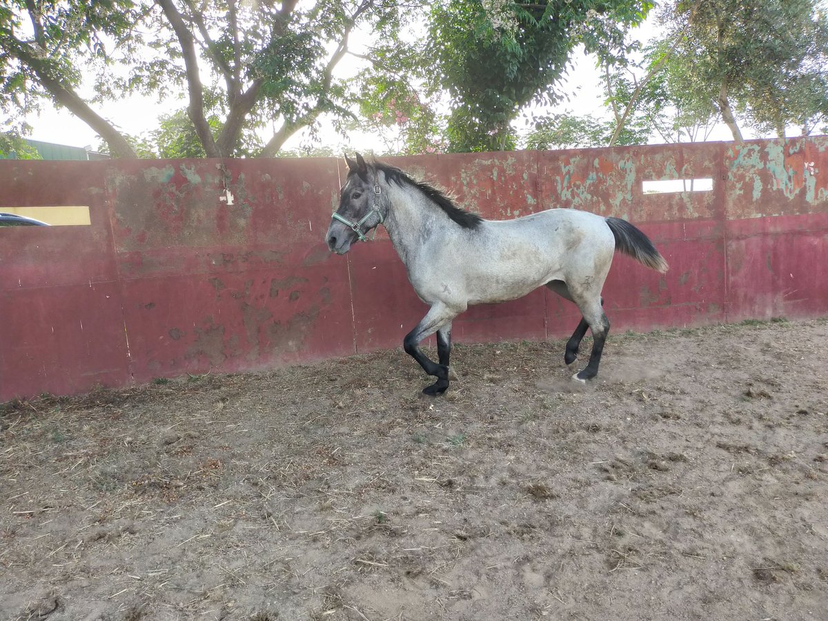 American Quarter Horse Wałach 2 lat Kasztanowatodereszowata in Zafra