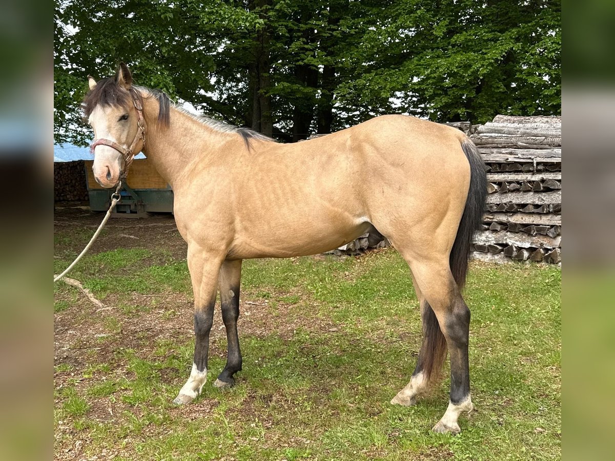 American Quarter Horse Wałach 3 lat 140 cm Jelenia in Eibiswald