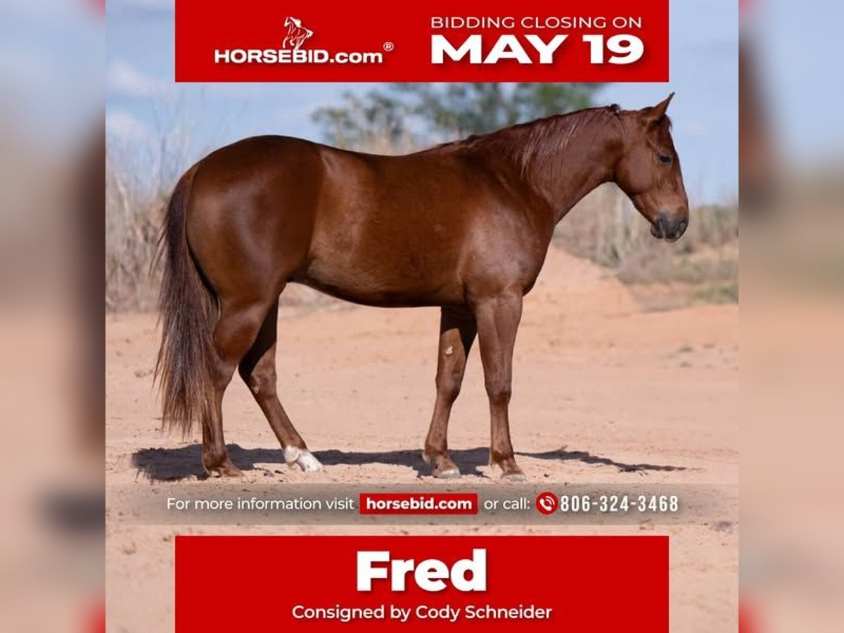 American Quarter Horse Wałach 3 lat 145 cm Cisawa in Canyon