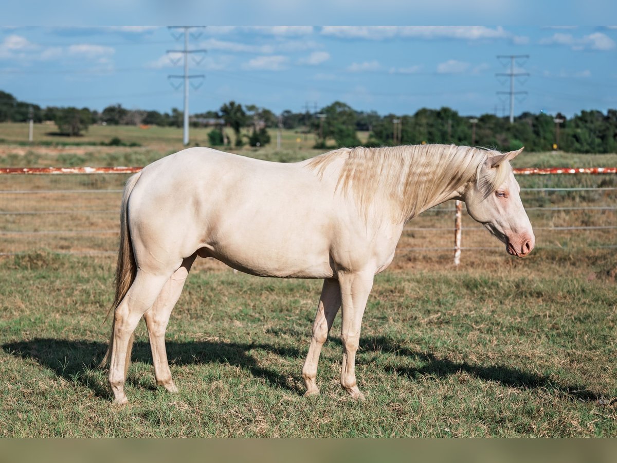 American Quarter Horse Wałach 3 lat 145 cm Cremello in Forney