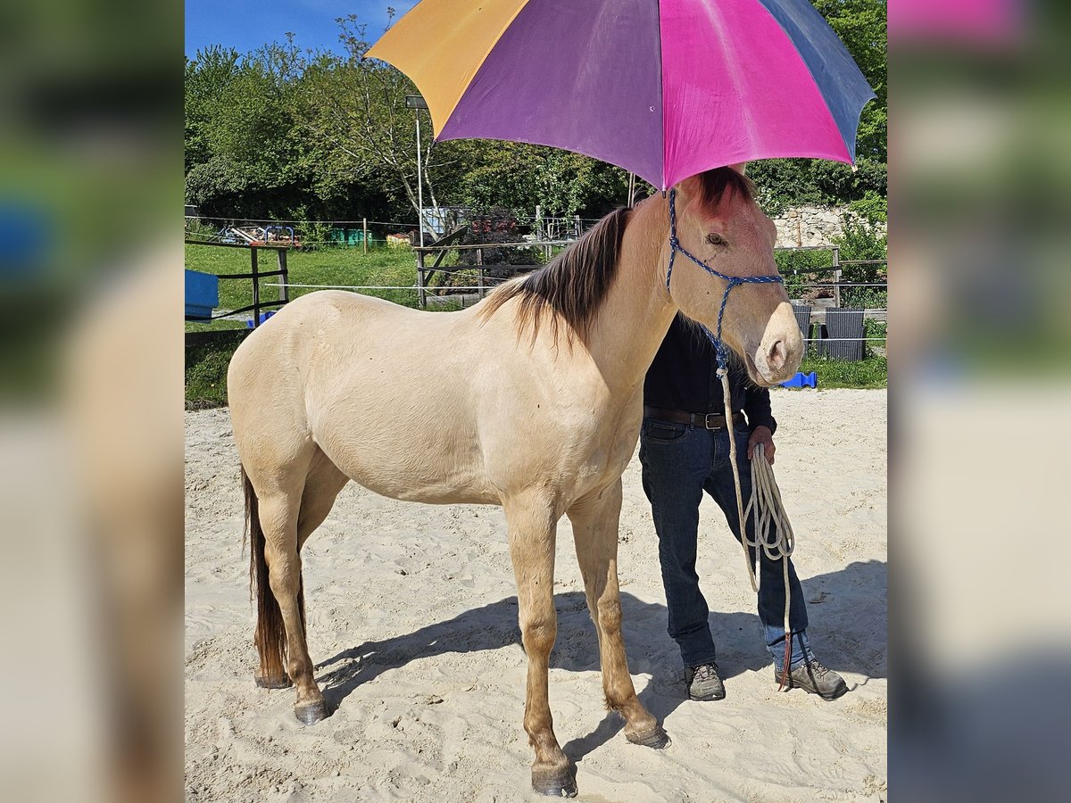 American Quarter Horse Wałach 3 lat 146 cm Szampańska in Müglitztal