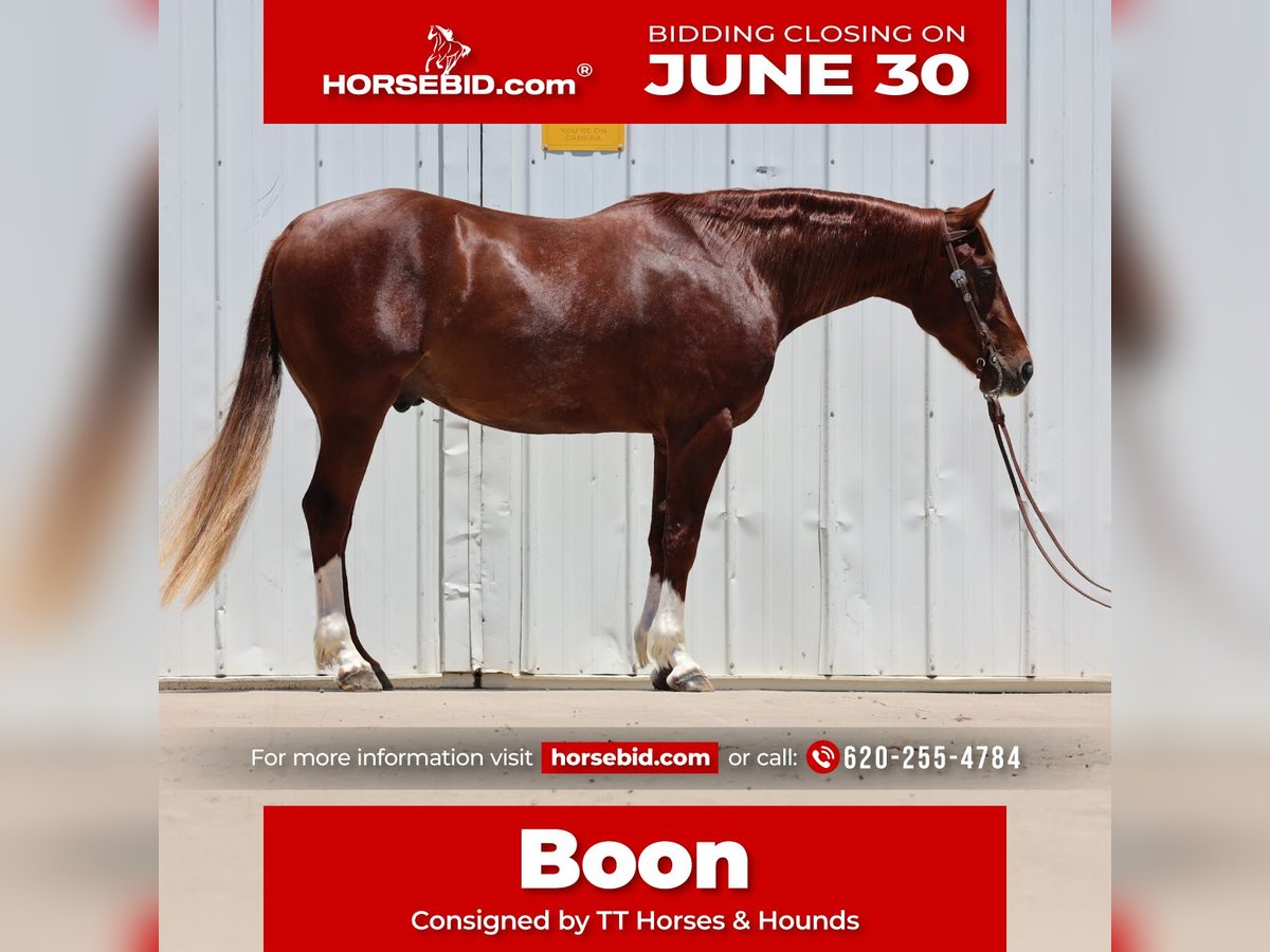 American Quarter Horse Wałach 3 lat 150 cm Cisawa in Dalhart, TX
