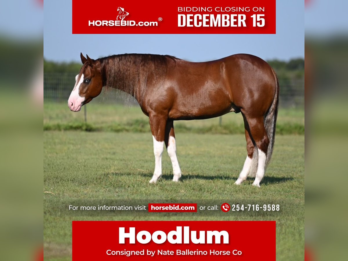American Quarter Horse Wałach 3 lat 150 cm Cisawa in Waco