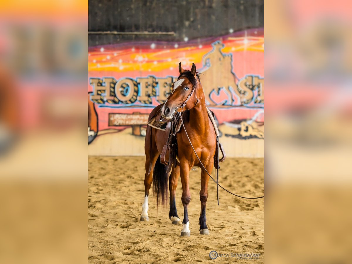 American Quarter Horse Wałach 3 lat 150 cm Gniada in Fu&#xDF;ach
