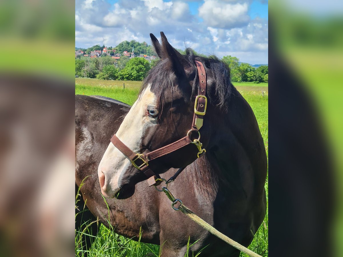American Quarter Horse Wałach 3 lat 150 cm Kara in Ulrichstein