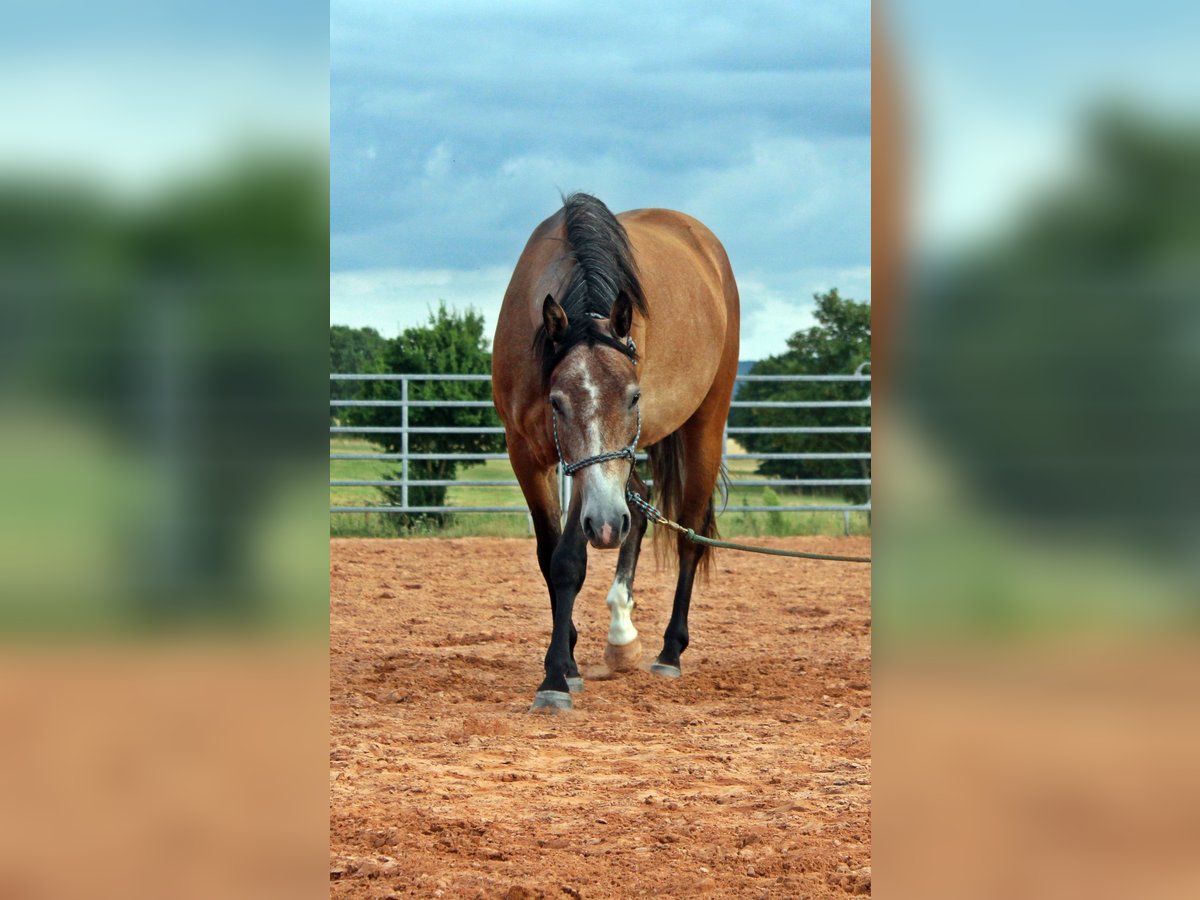 American Quarter Horse Mix Wałach 3 lat 152 cm Gniadodereszowata in Vacha