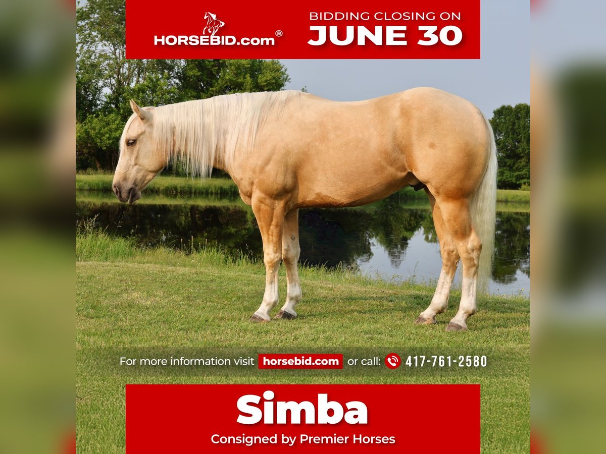 American Quarter Horse Wałach 3 lat 152 cm Izabelowata in Buffalo, MO