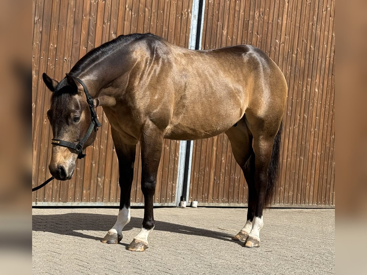 American Quarter Horse Wałach 3 lat 155 cm Jelenia in Lahn