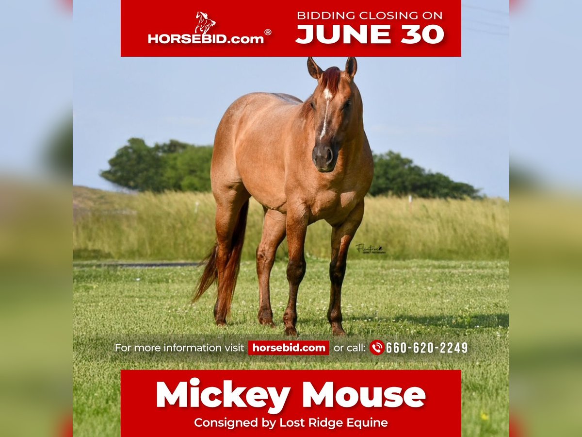 American Quarter Horse Wałach 4 lat 142 cm Bułana in Sedalia, MO