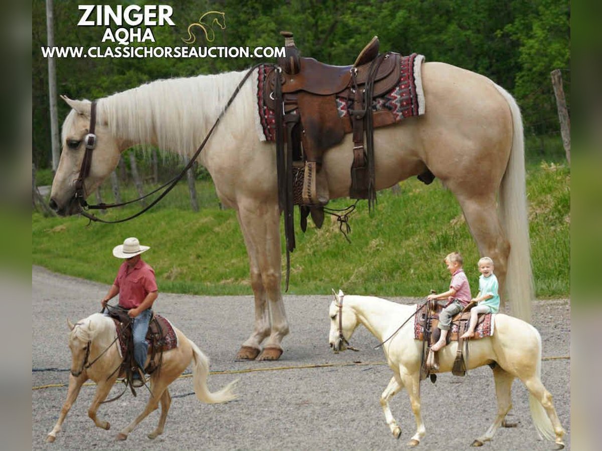 American Quarter Horse Wałach 4 lat 142 cm Izabelowata in Coal City, IN
