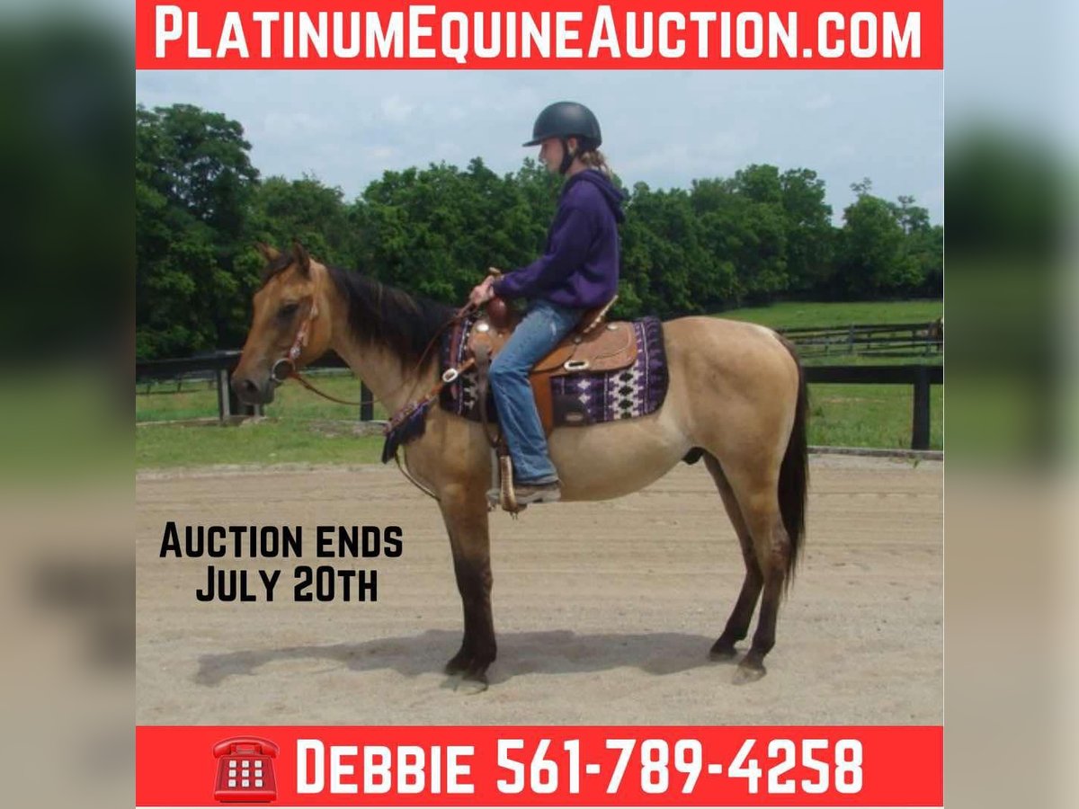 American Quarter Horse Wałach 4 lat 142 cm Jelenia in Lexington Ky