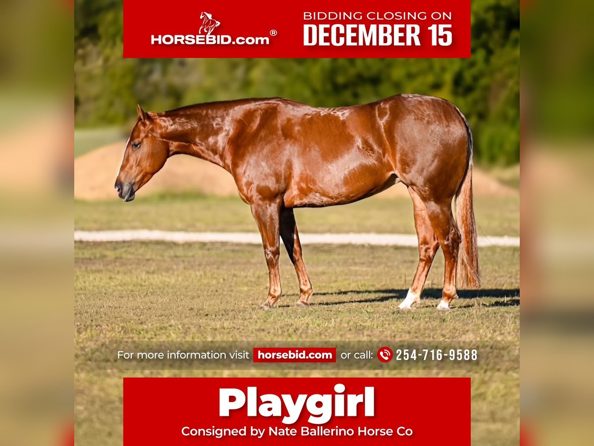 American Quarter Horse Wałach 4 lat 150 cm Cisawa in Waco