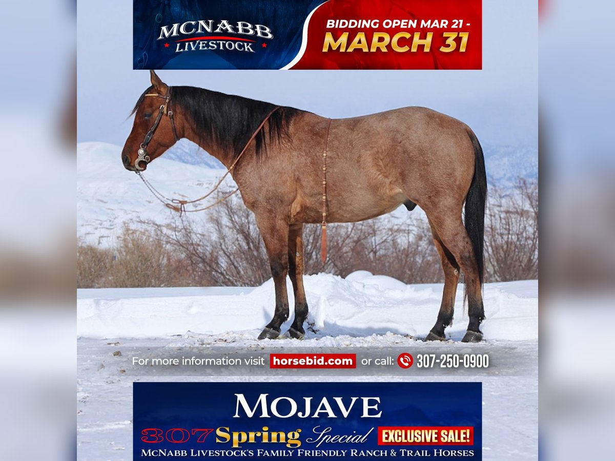 American Quarter Horse Wałach 4 lat 150 cm in Cody, WY