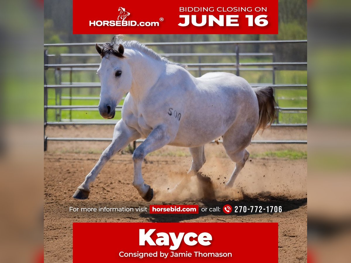 American Quarter Horse Wałach 4 lat 150 cm Siwa in Auburn, KY