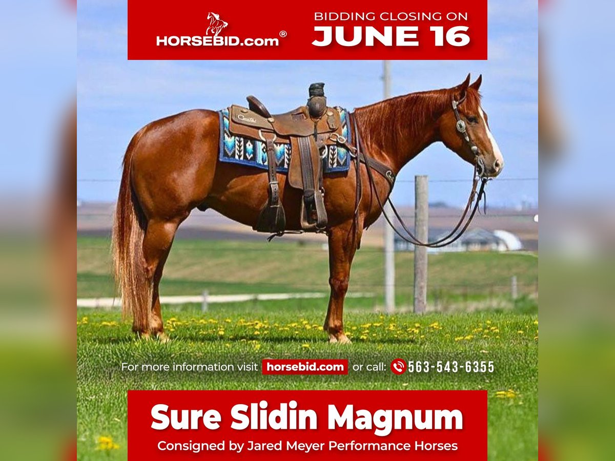 American Quarter Horse Wałach 4 lat 152 cm Cisawa in Bernard, IA