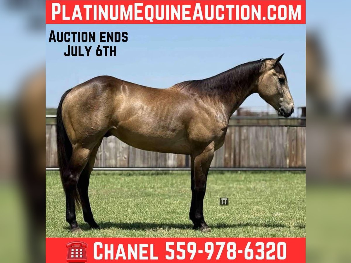 American Quarter Horse Wałach 4 lat 152 cm Jelenia in Jacksboro KY