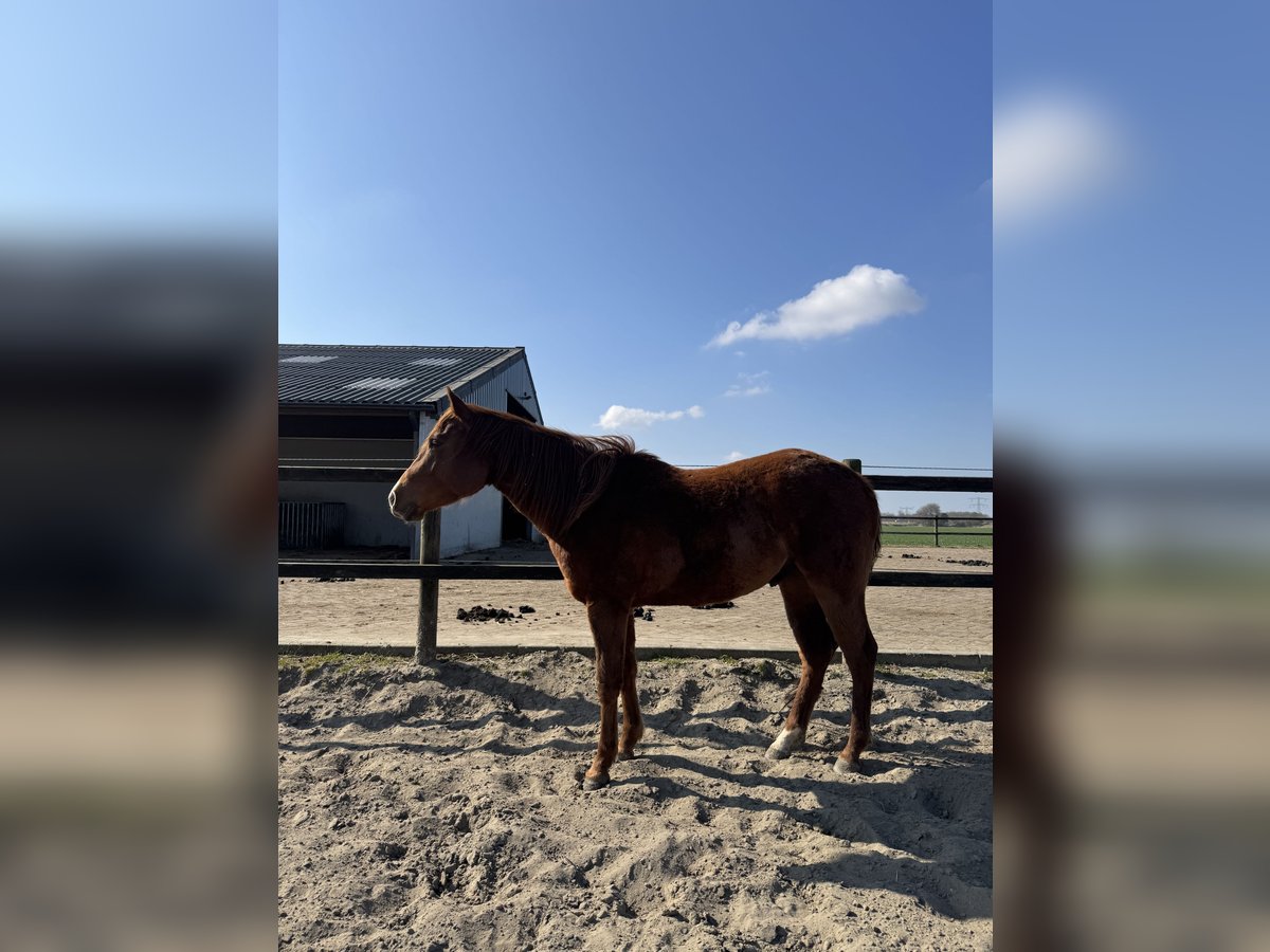American Quarter Horse Wałach 4 lat 152 cm Kasztanowata in Zevenbergen