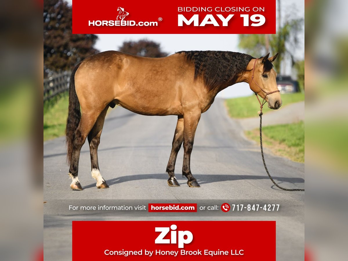 American Quarter Horse Wałach 4 lat 155 cm Jelenia in Honey Brook, PA