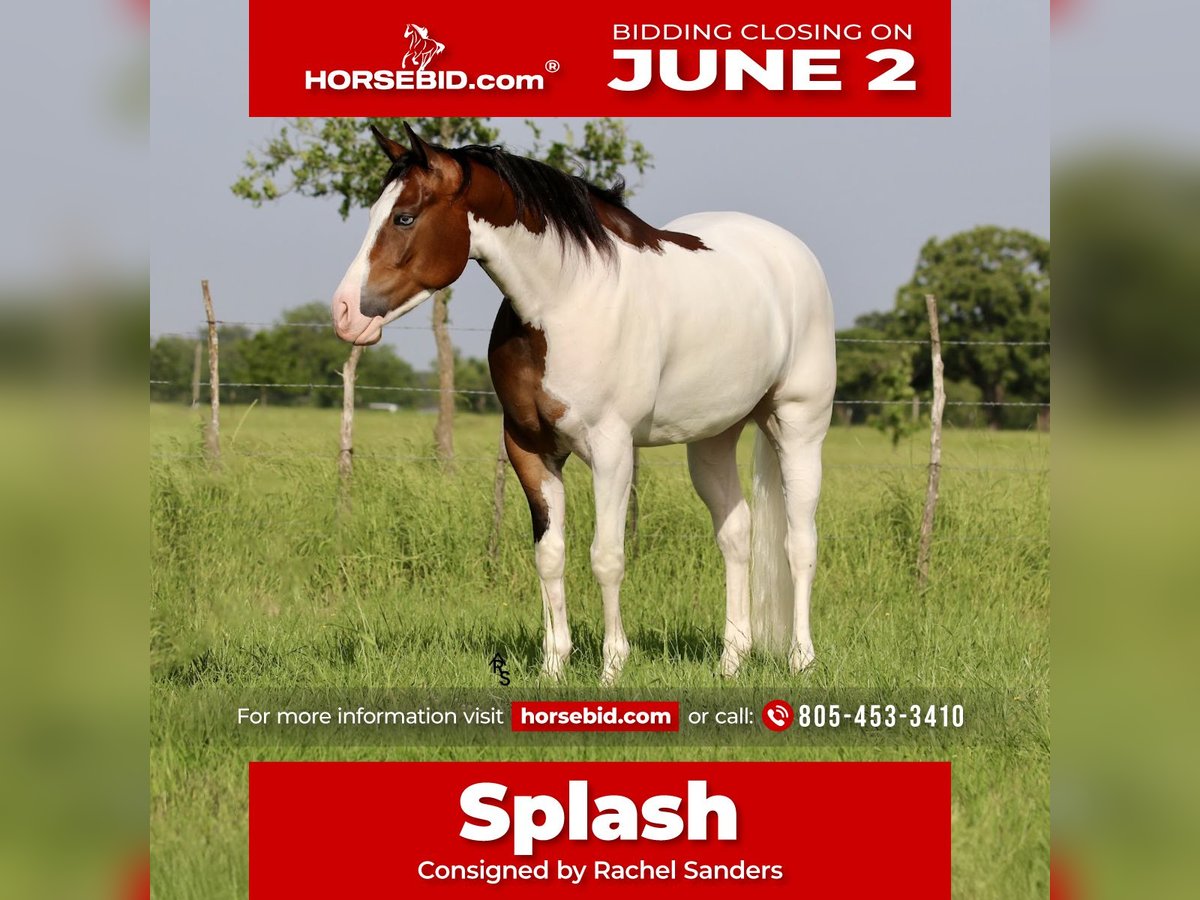 American Quarter Horse Wałach 4 lat 157 cm Gniada in Whitesboro, TX
