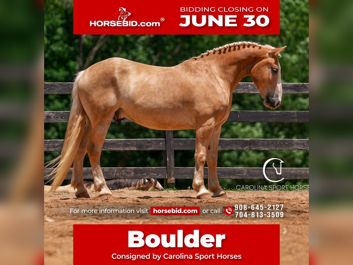 American Quarter Horse Mix Wałach 4 lat 160 cm Izabelowata in Clover, SC