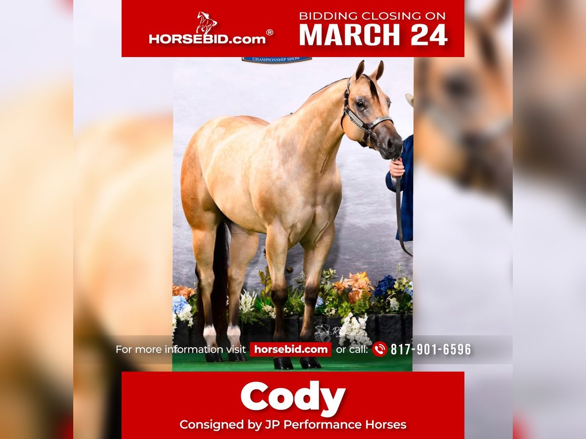 American Quarter Horse Wałach 4 lat 170 cm Jelenia in Weatherford, TX