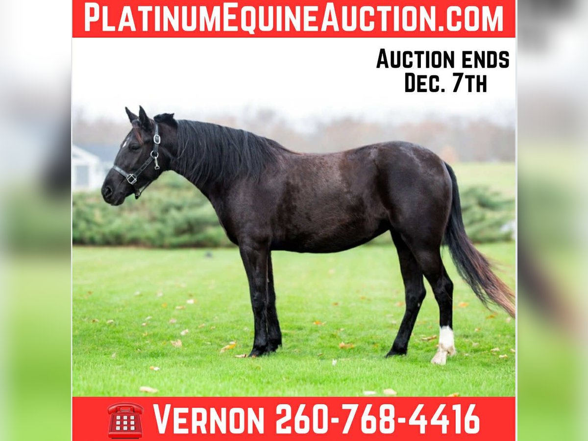 American Quarter Horse Wałach 5 lat 140 cm Kara in Shipshewana IN