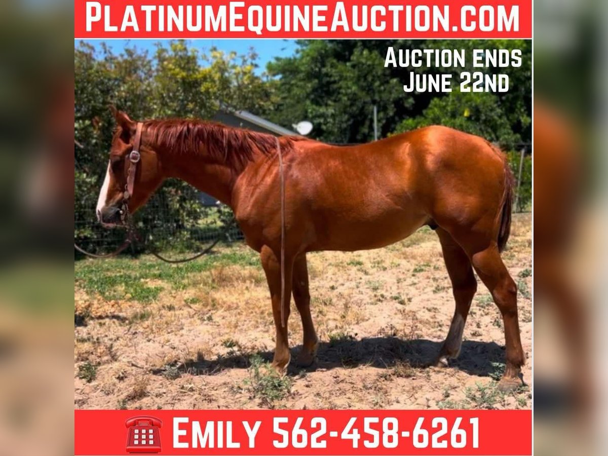 American Quarter Horse Wałach 5 lat 142 cm Ciemnokasztanowata in Atwater CA