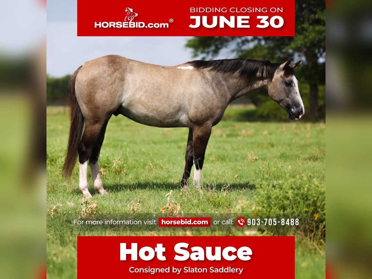American Quarter Horse Wałach 5 lat 145 cm Grullo in Canton, TX