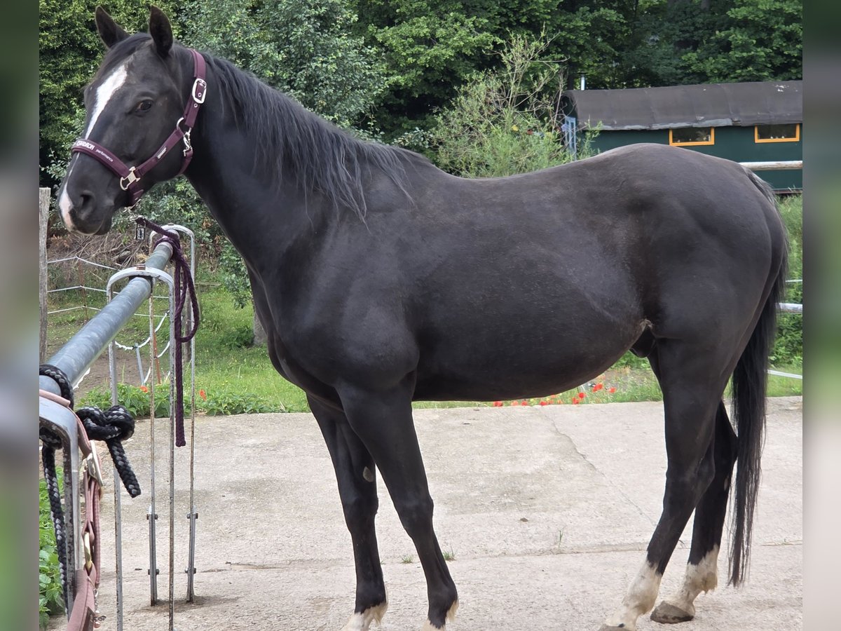 American Quarter Horse Wałach 5 lat 146 cm Kara in Radebeul