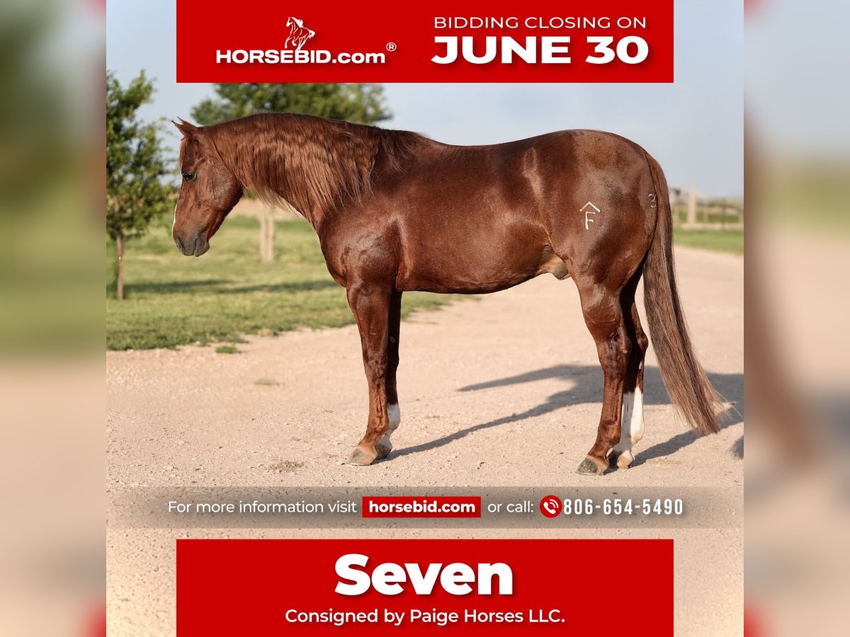American Quarter Horse Wałach 5 lat 147 cm Cisawa in Amarillo, TX