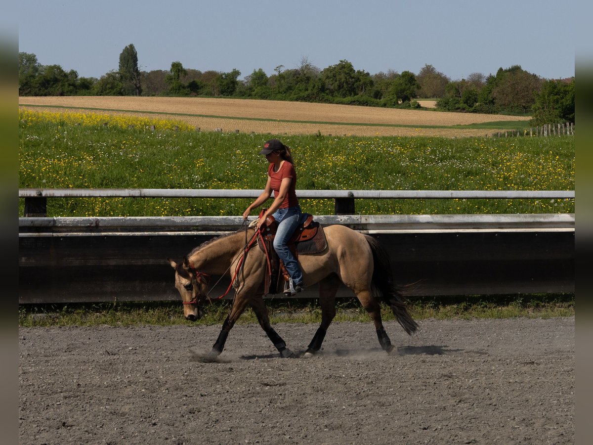 American Quarter Horse Wałach 5 lat 149 cm Jelenia in Kappelen