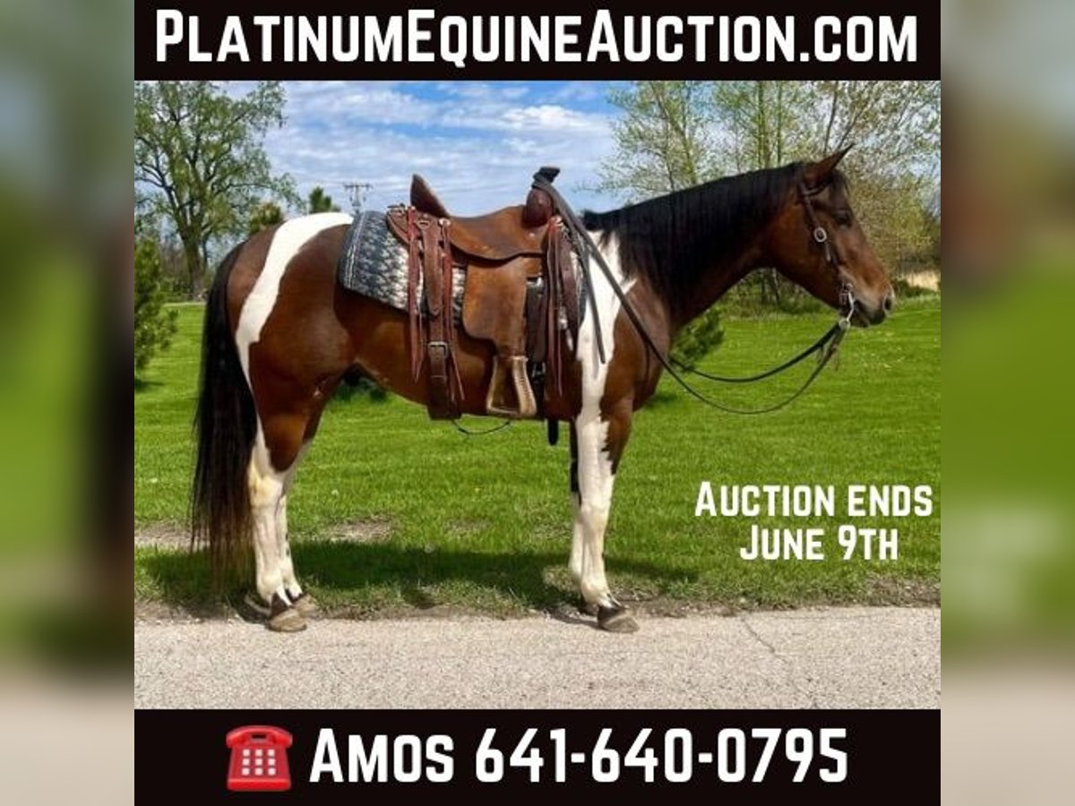 American Quarter Horse Wałach 5 lat 150 cm Gniada in Zearing IA