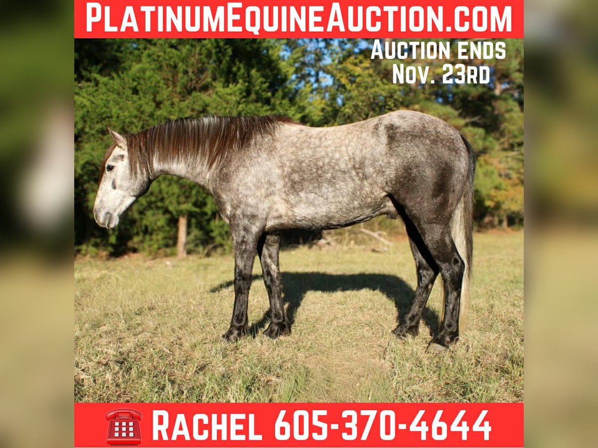 American Quarter Horse Wałach 5 lat 150 cm Siwa in RUsk TX