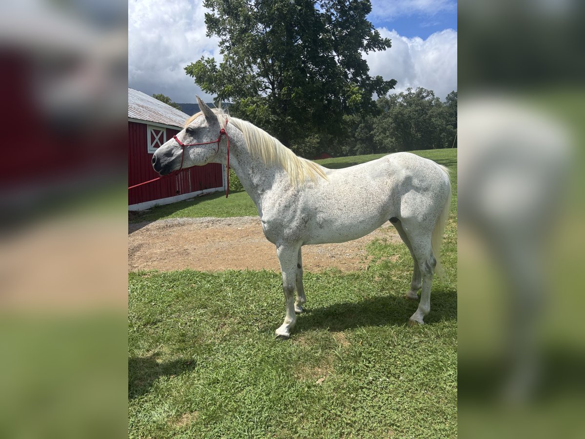 American Quarter Horse Wałach 5 lat 152 cm Biała in New Market
