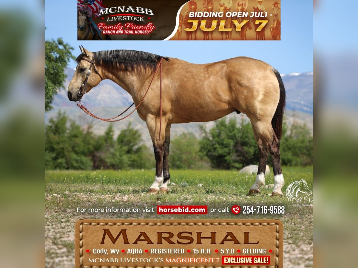 American Quarter Horse Wałach 5 lat 152 cm Jelenia in Cody