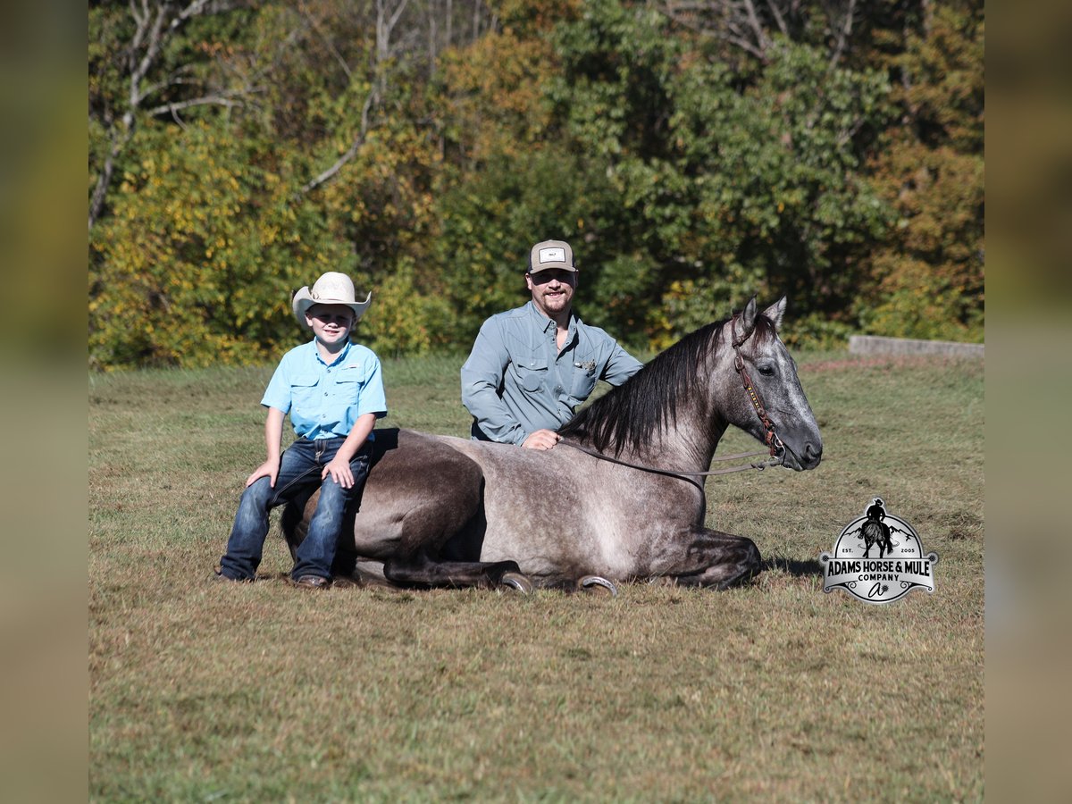 American Quarter Horse Wałach 5 lat 152 cm Siwa in Mount Vernon