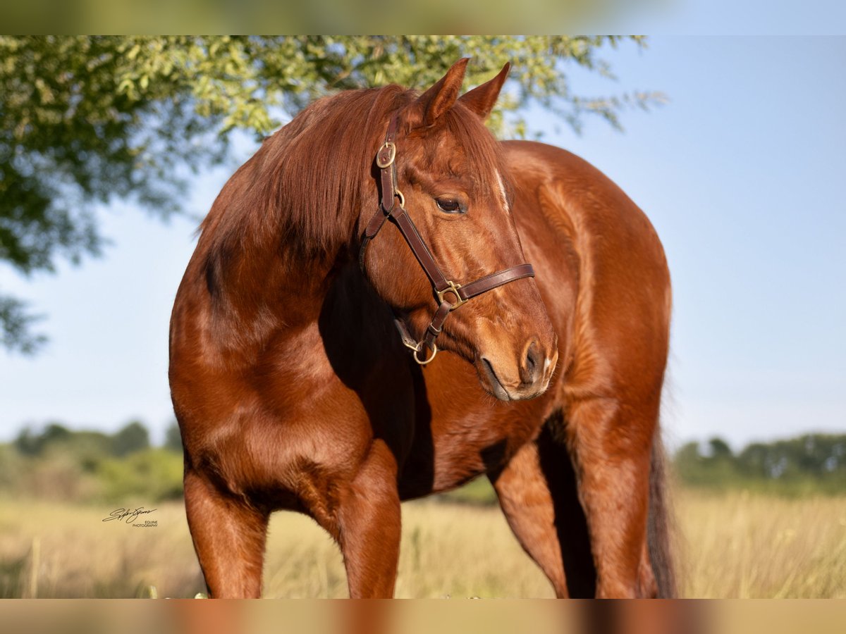 American Quarter Horse Wałach 5 lat 153 cm Kasztanowata in Seitingen-Oberflacht
