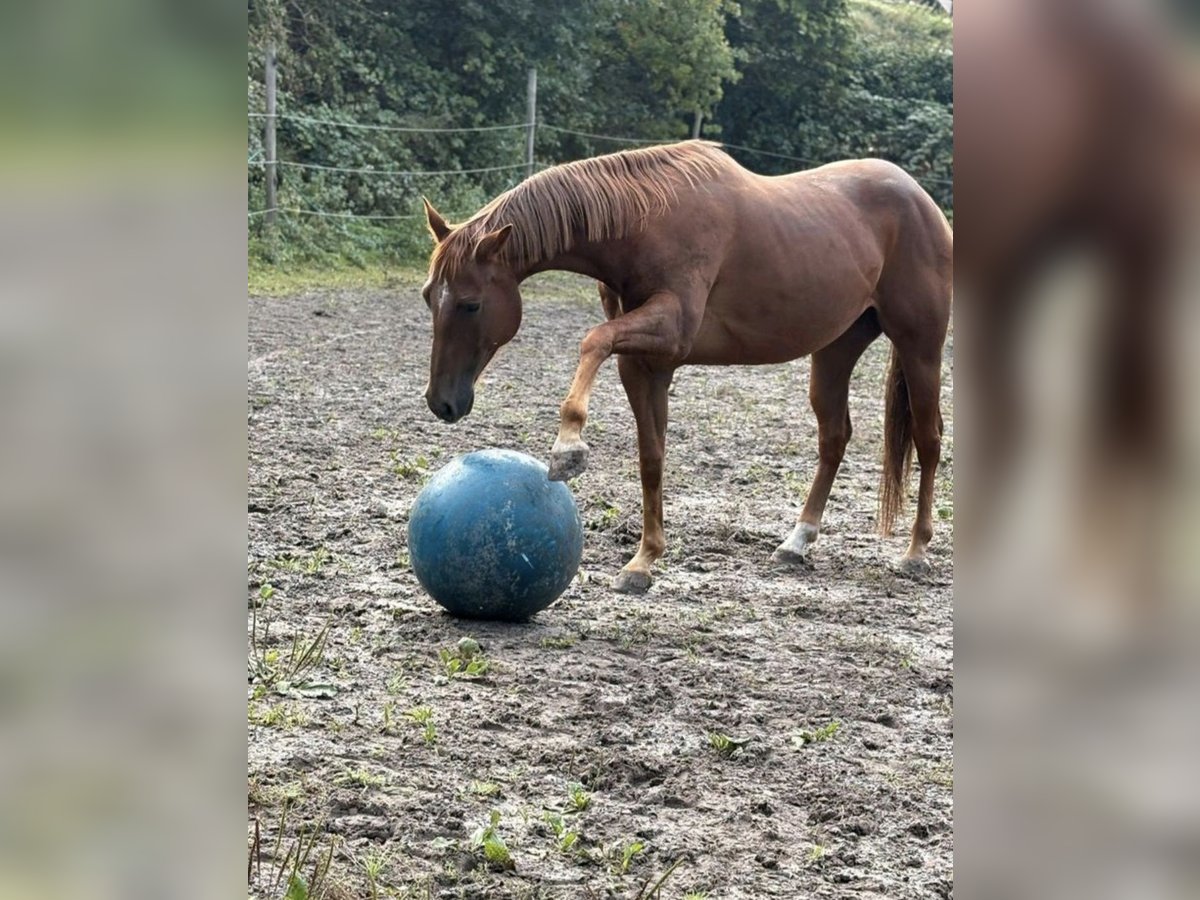 American Quarter Horse Wałach 5 lat 156 cm Kasztanowata in Schiffweiler/Heiigenwald