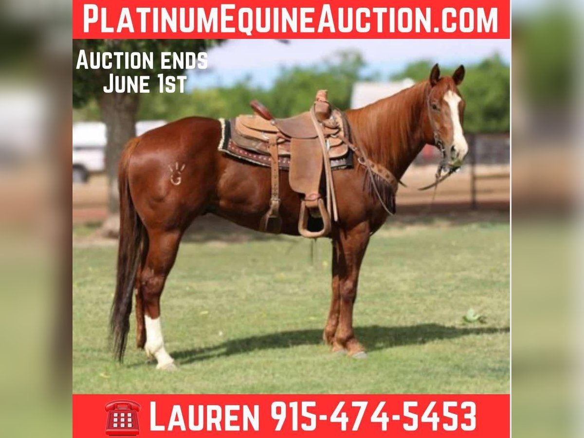 American Quarter Horse Wałach 5 lat 160 cm Ciemnokasztanowata in El Paso TX
