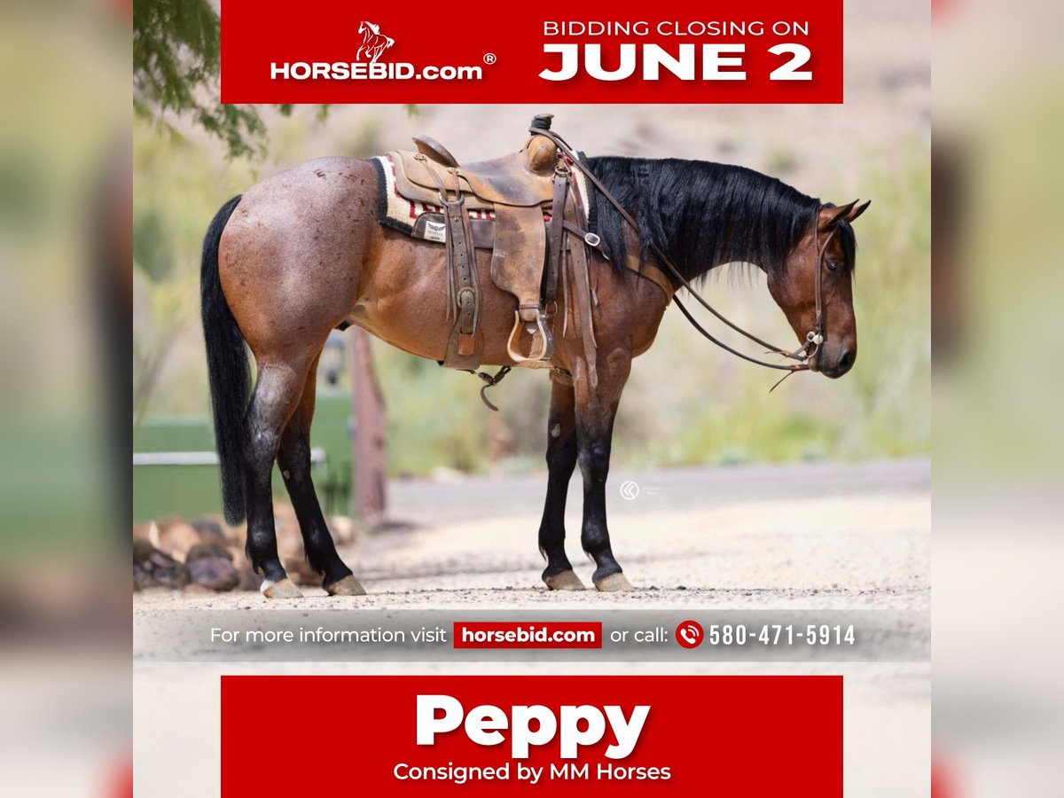 American Quarter Horse Wałach 5 lat 160 cm Gniadodereszowata in Cave Creek, AZ