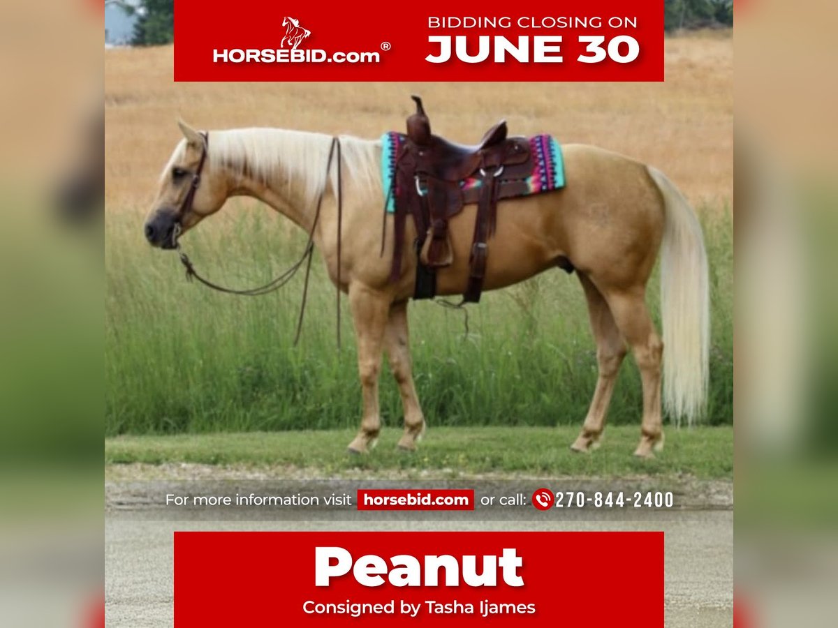 American Quarter Horse Wałach 5 lat 160 cm Izabelowata in Henderson, KY
