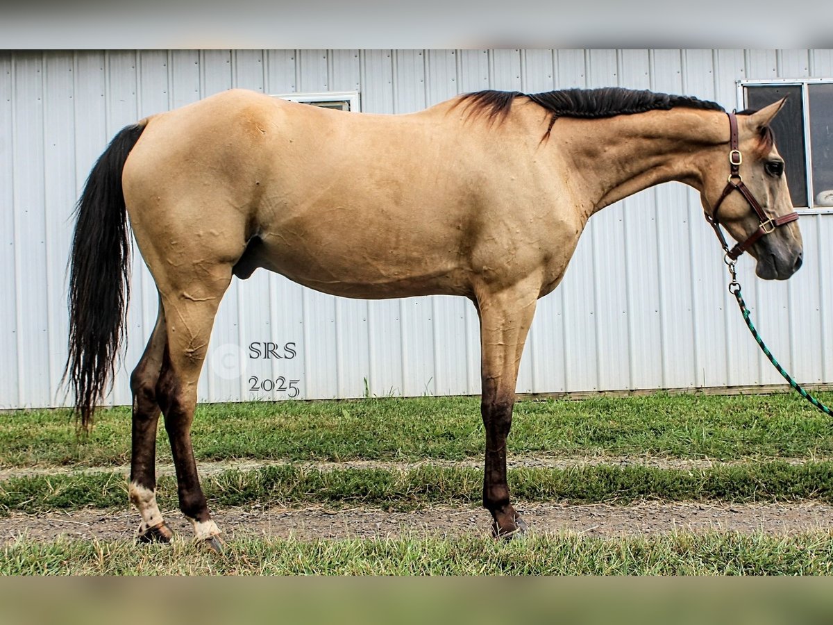 American Quarter Horse Wałach 5 lat 160 cm Jelenia in Jeffersonton