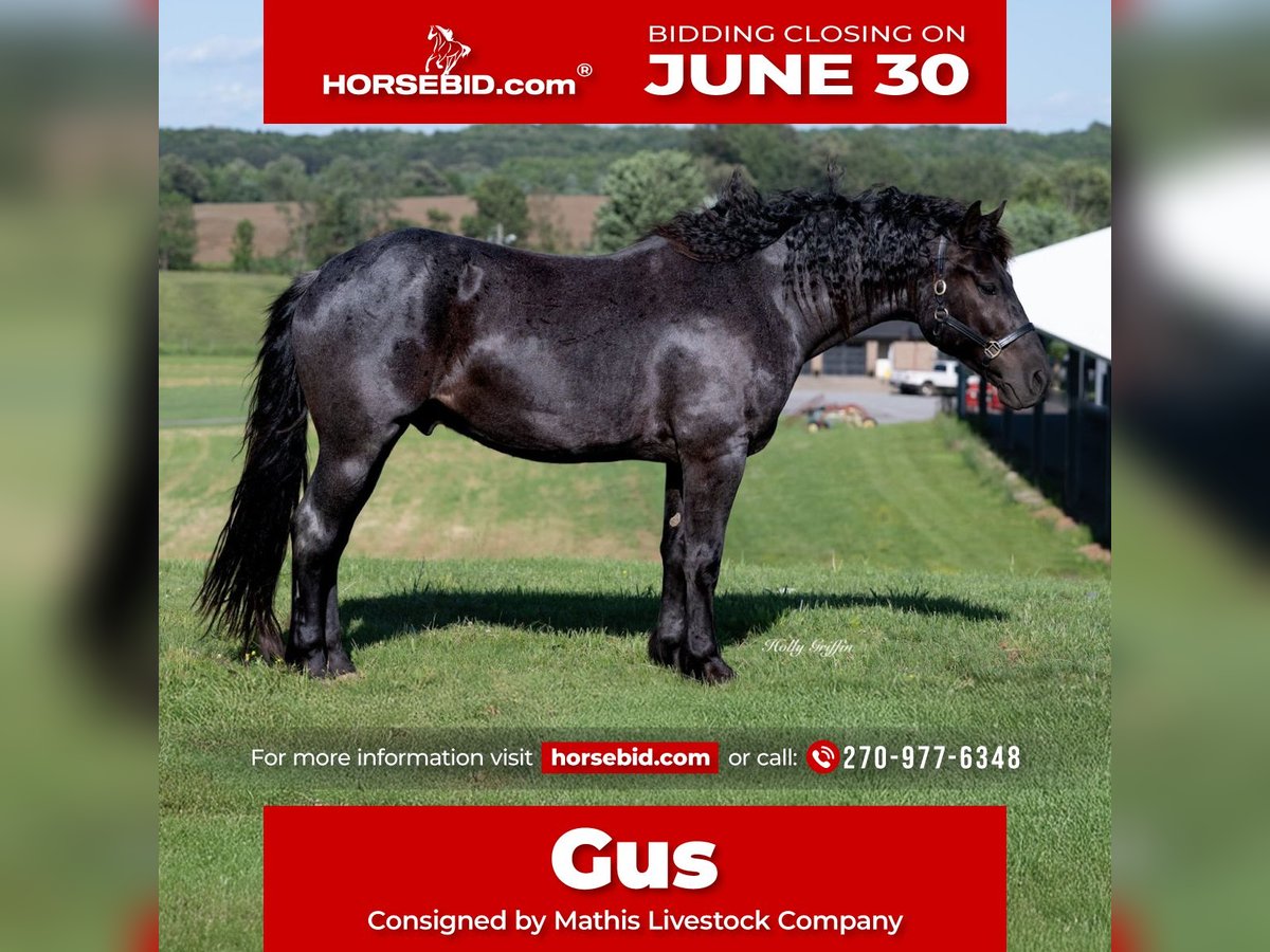 American Quarter Horse Mix Wałach 5 lat 160 cm Karodereszowata in Central City, KY